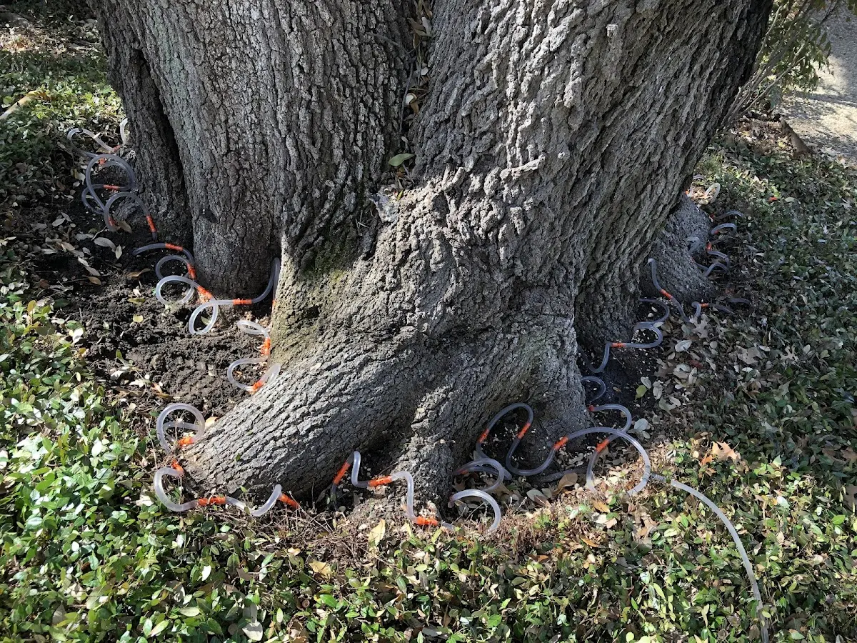 Detailed Tree Cabling and Bracing job site in Villa Grove